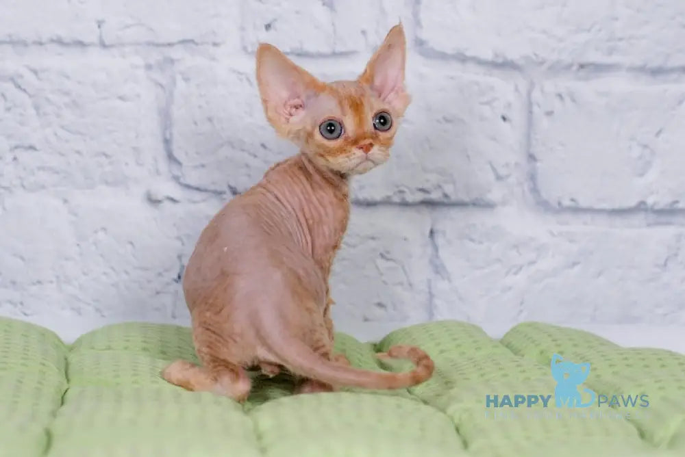 Lion Devon Rex male red live animals