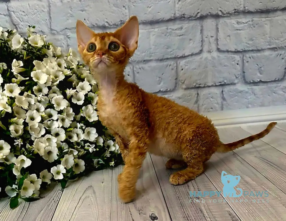 Lion Devon Rex male red live animals