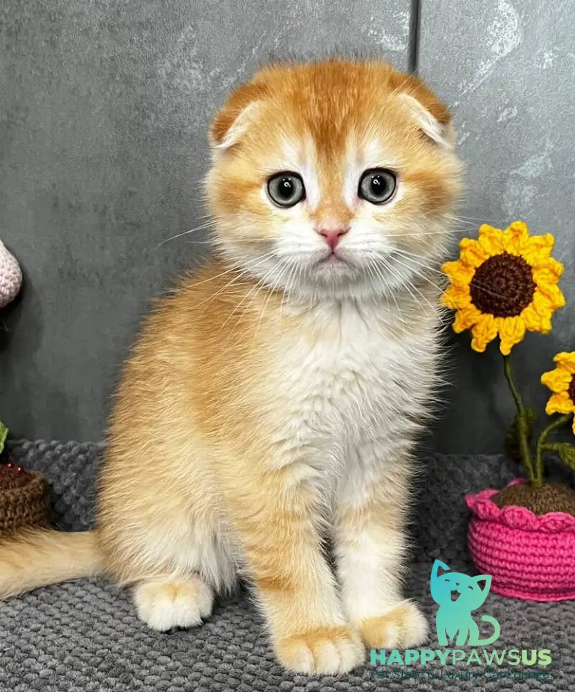 Lion Scottish Fold male black golden chinchilla - live animals
