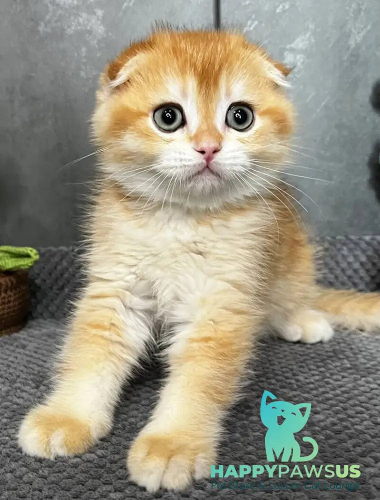 Lion Scottish Fold male black golden chinchilla - live animals