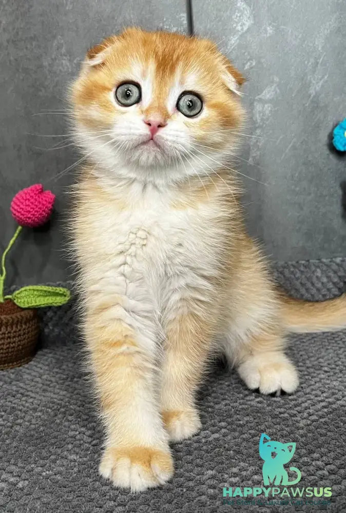 Lion Scottish Fold male black golden chinchilla - live animals