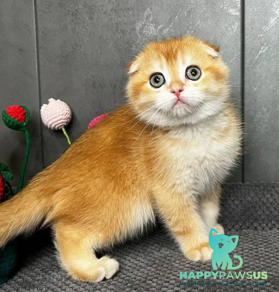 Lion Scottish Fold male black golden chinchilla - live animals
