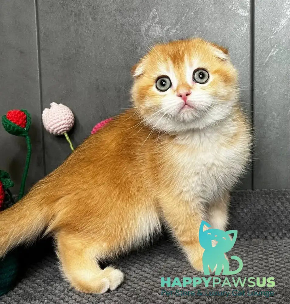 Lion Scottish Fold male black golden chinchilla - live animals