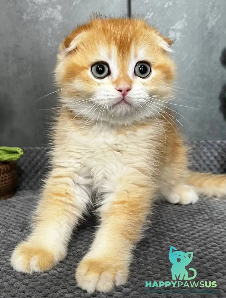 Lion Scottish Fold male black golden chinchilla - live animals