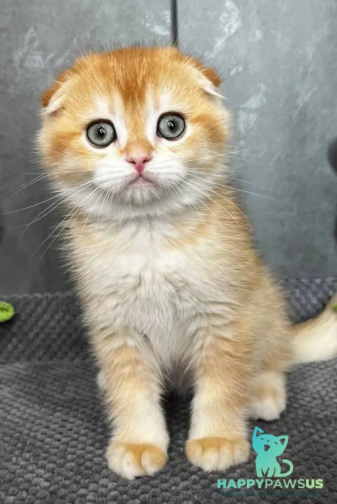 Lion Scottish Fold male black golden chinchilla - live animals
