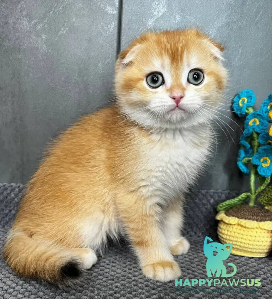 Lion Scottish Fold male black golden chinchilla - live animals