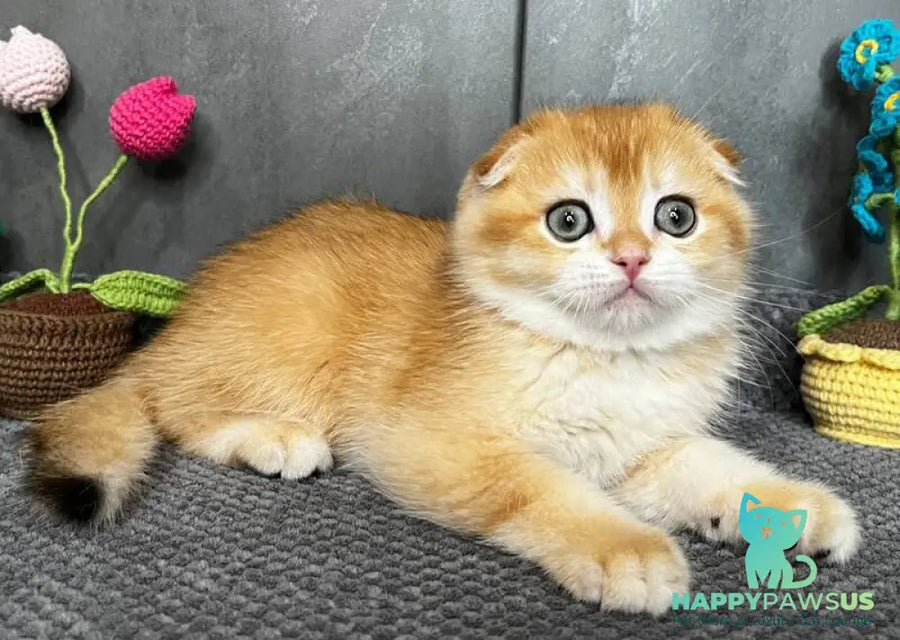 Lion Scottish Fold male black golden chinchilla - live animals