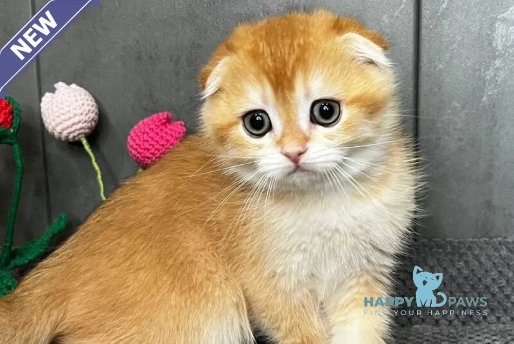 Lion Scottish Fold male black golden chinchilla - live animals
