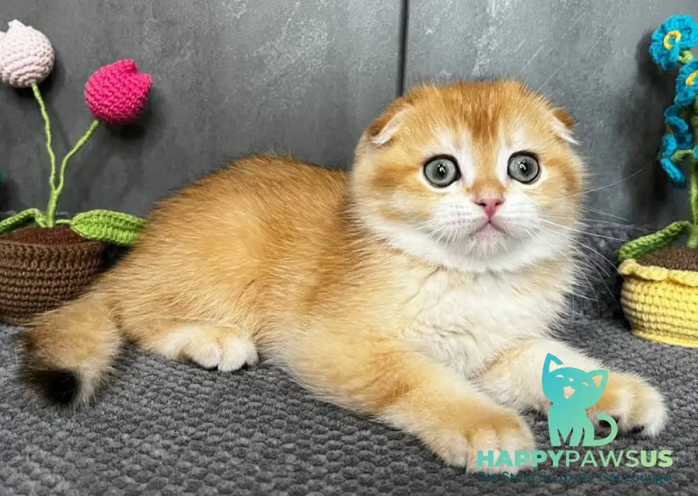 Lion Scottish Fold male black golden chinchilla - live animals