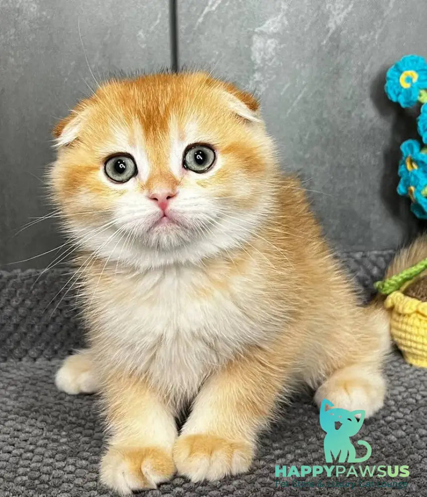 Lion Scottish Fold male black golden chinchilla - live animals