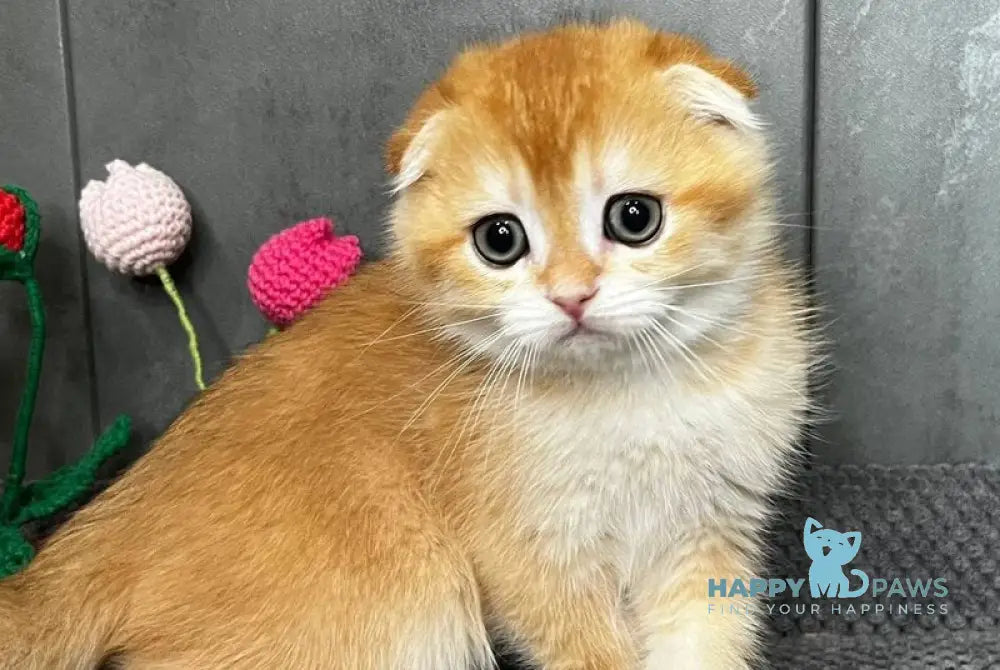 Lion Scottish Fold male black golden chinchilla - live animals