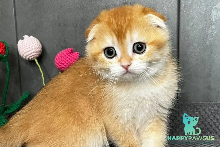Lion Scottish Fold male black golden chinchilla - live animals