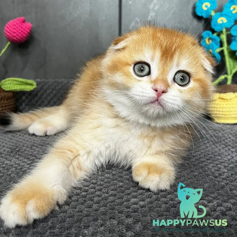 Lion Scottish Fold male black golden chinchilla - live animals