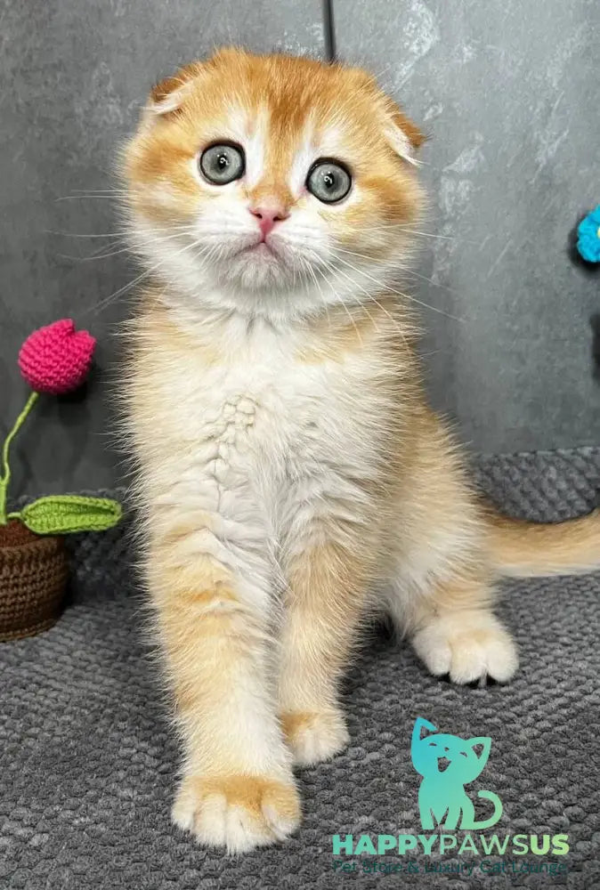 Lion Scottish Fold male black golden chinchilla - live animals