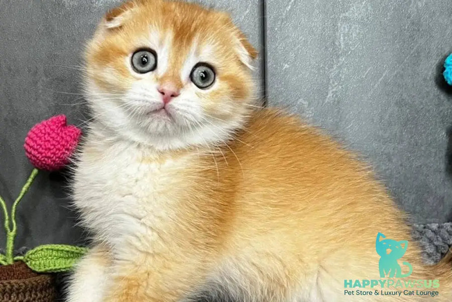 Lion Scottish Fold male black golden chinchilla - live animals