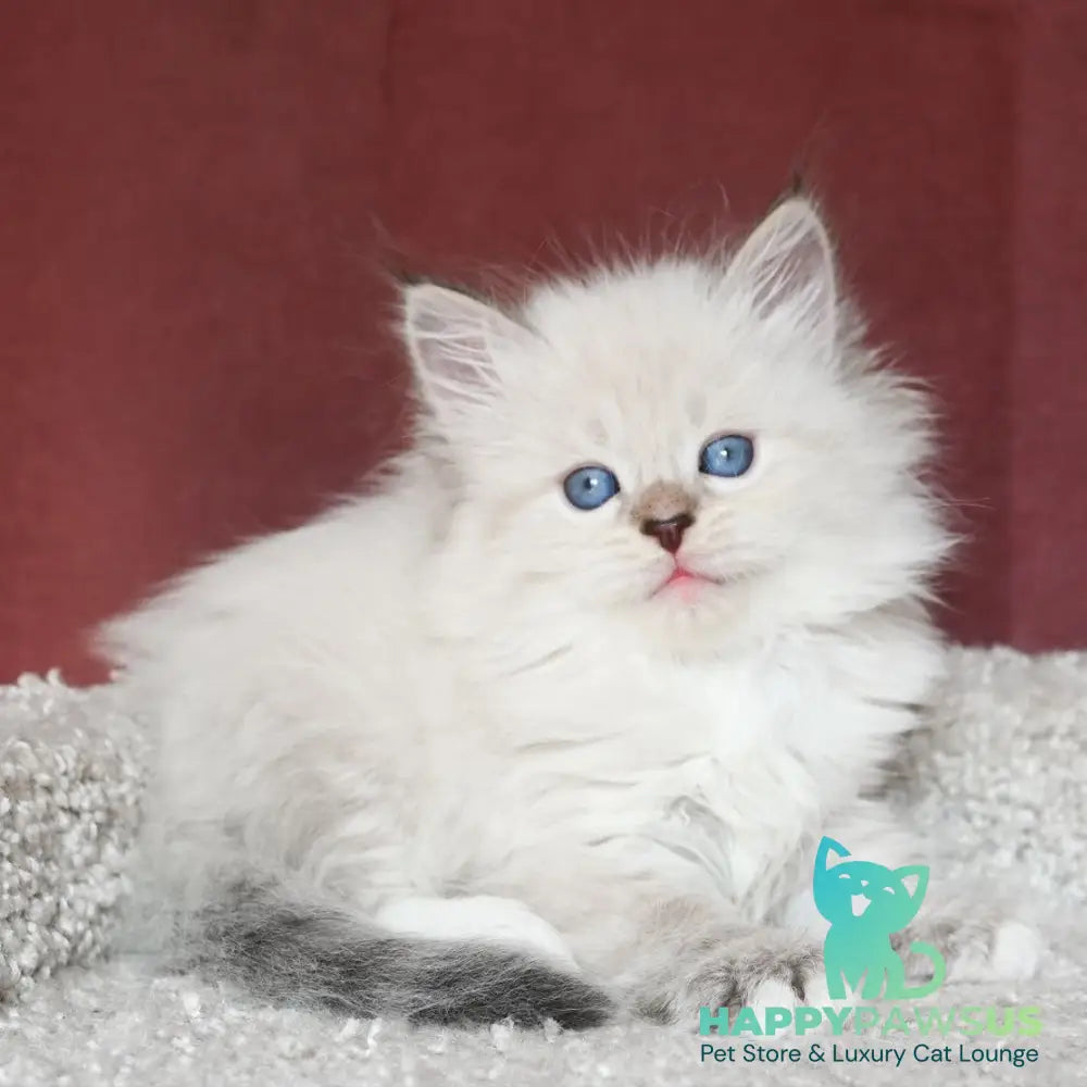 Lion Siberian male black tabby pointed with white - live animals