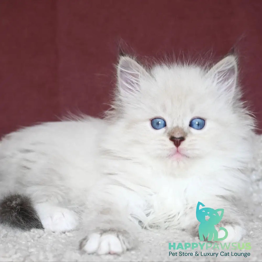 Lion Siberian male black tabby pointed with white - live animals