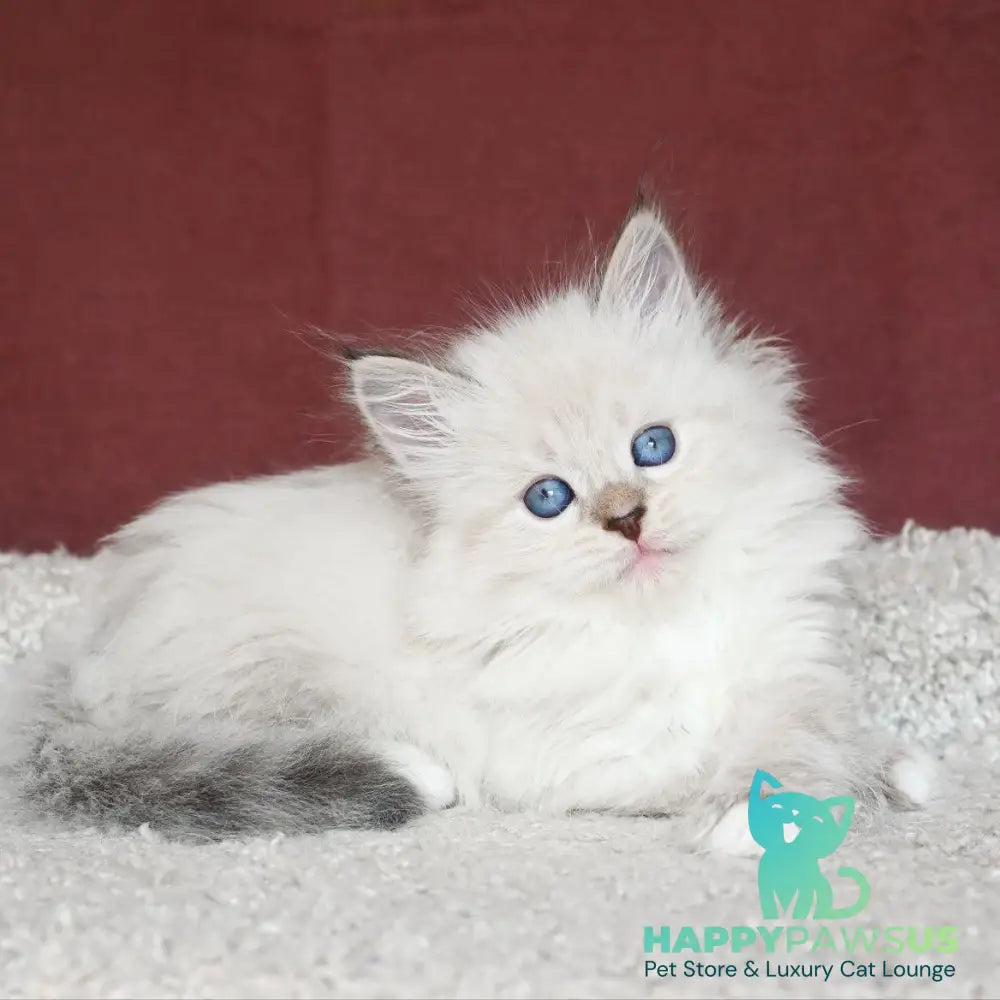 Lion Siberian male black tabby pointed with white - live animals