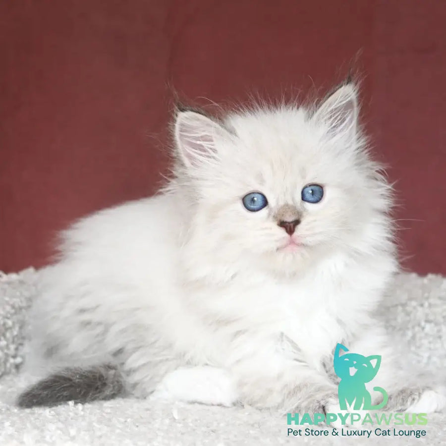 Lion Siberian male black tabby pointed with white - live animals
