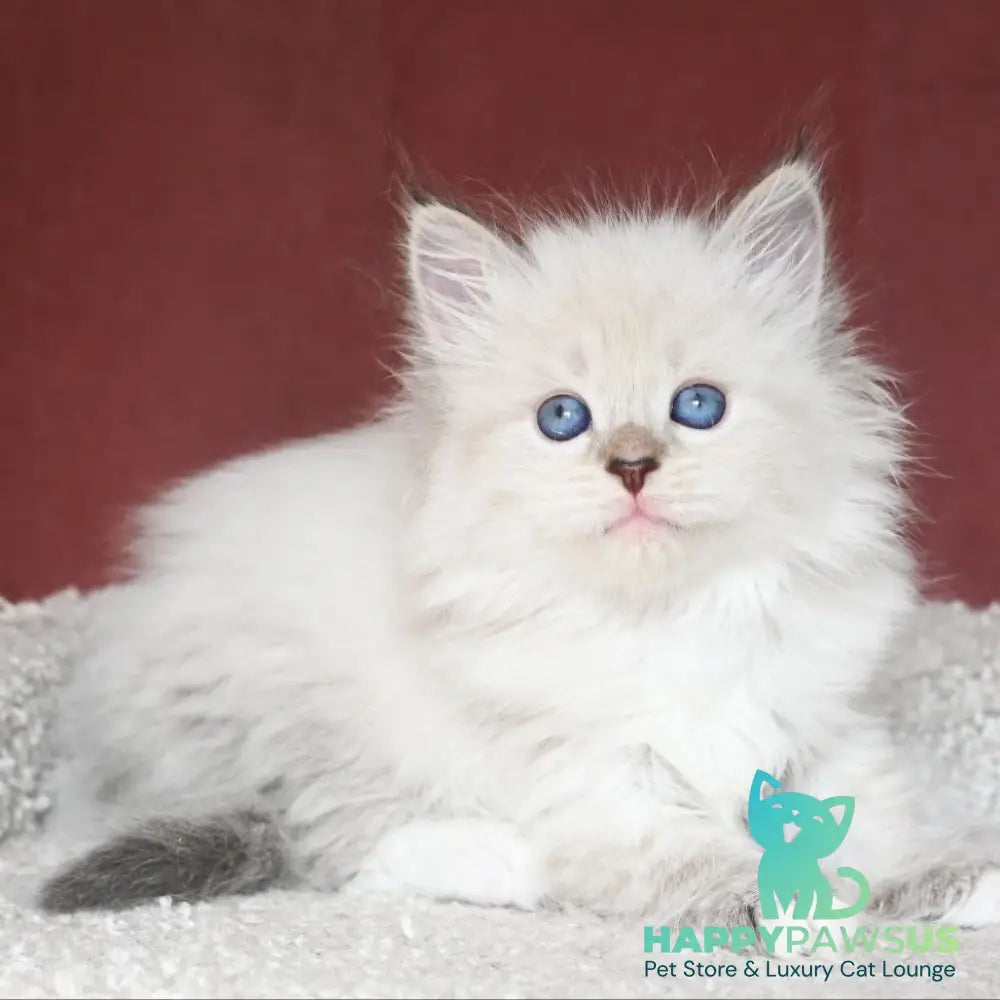 Lion Siberian male black tabby pointed with white - live animals