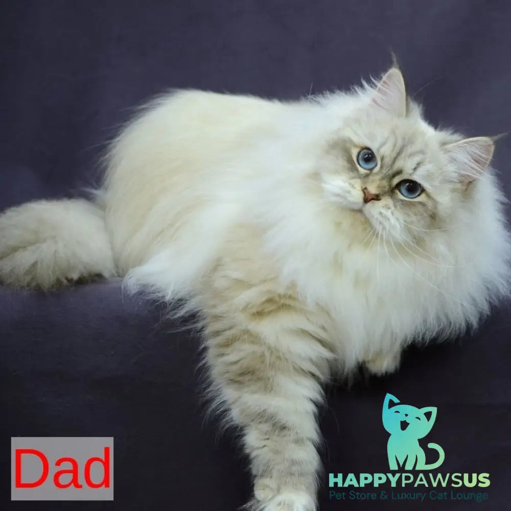 Lion Siberian male black tabby pointed with white - live animals