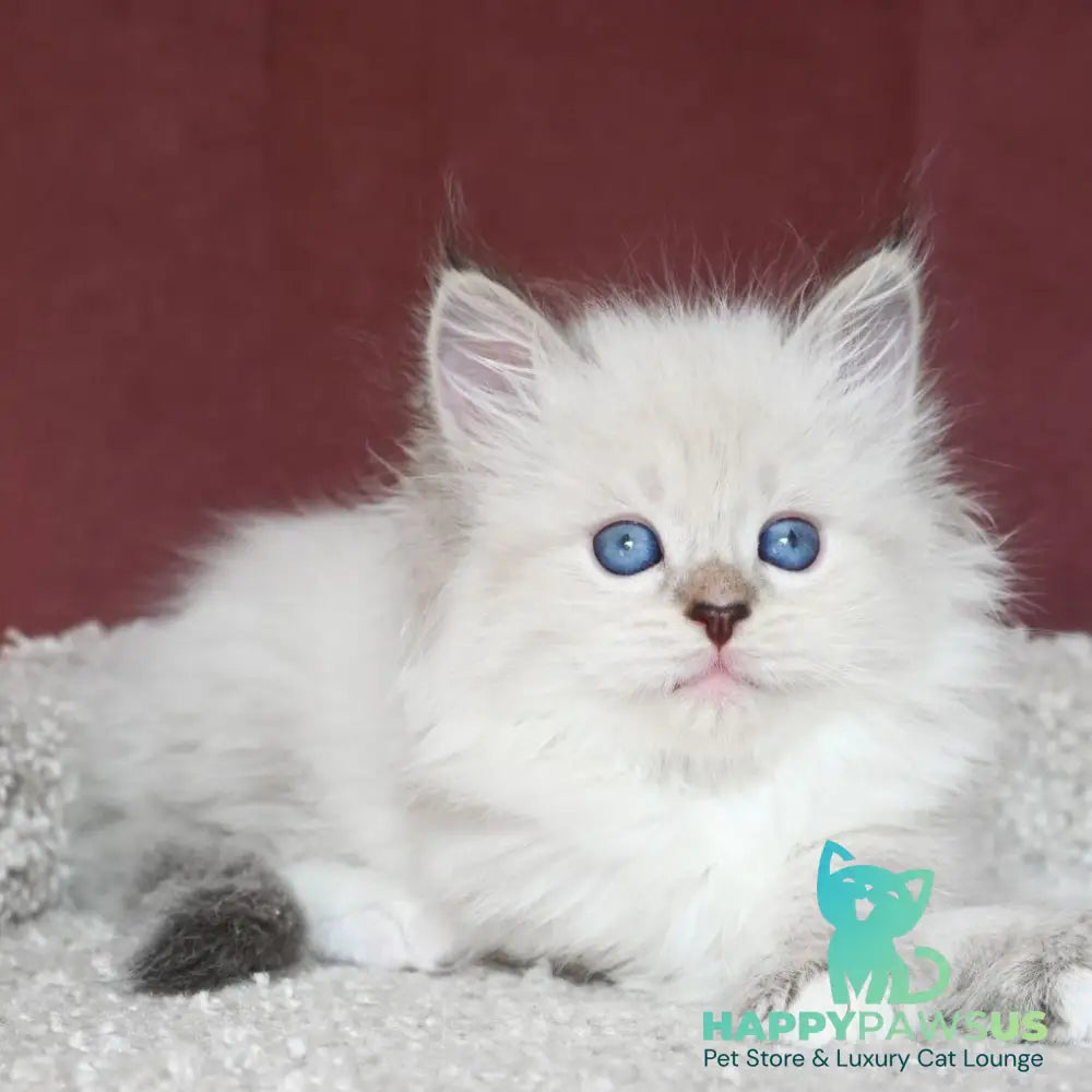 Lion Siberian male black tabby pointed with white - live animals