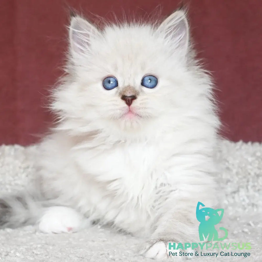 Lion Siberian male black tabby pointed with white - live animals