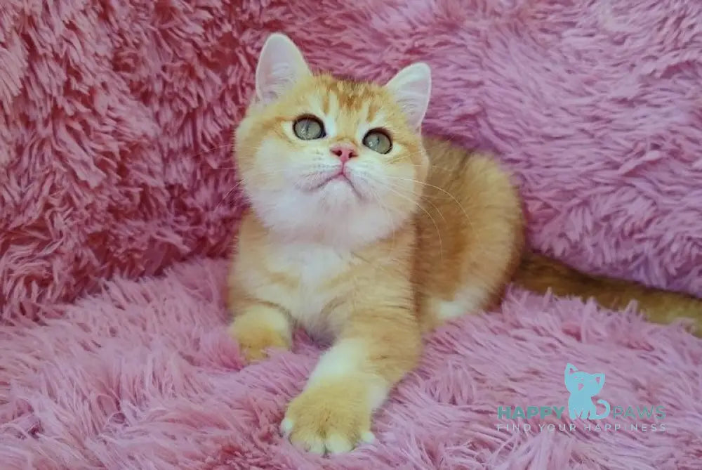 Liona British Shorthair female black golden chinchilla live animals