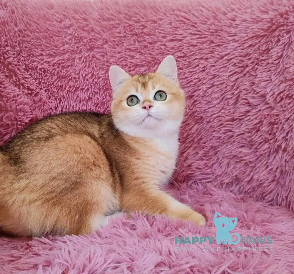 Liona British Shorthair female black golden chinchilla live animals