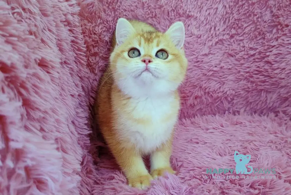 Liona British Shorthair female black golden chinchilla live animals