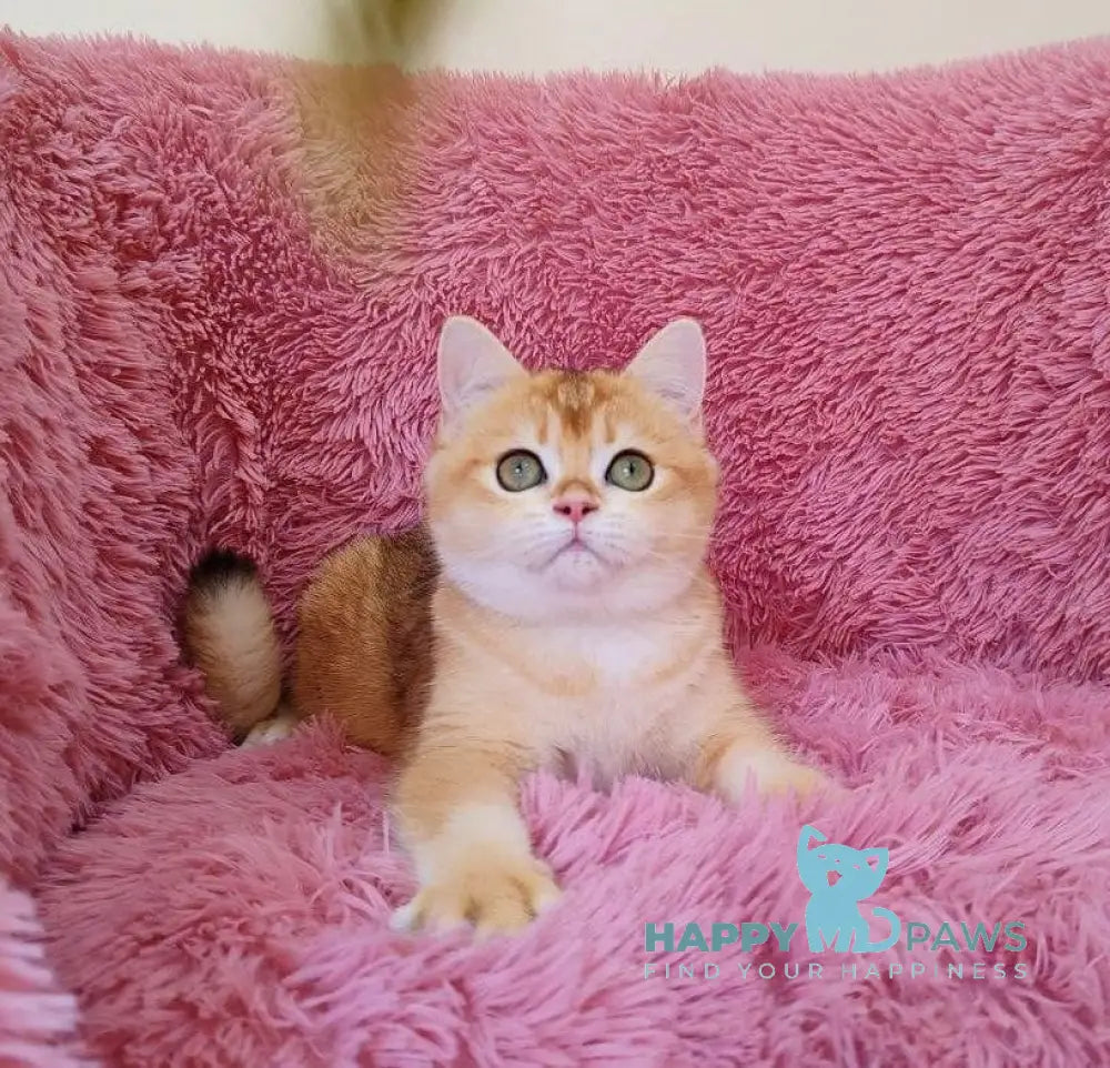Liona British Shorthair female black golden chinchilla live animals
