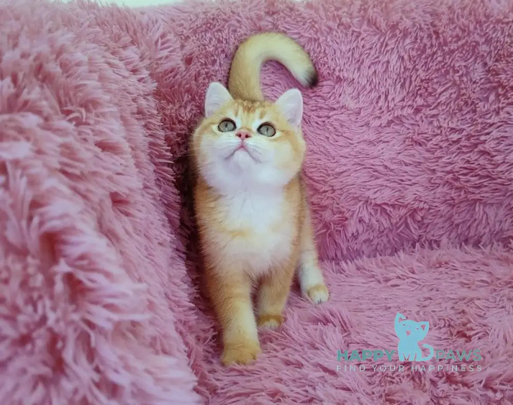 Liona British Shorthair female black golden chinchilla live animals