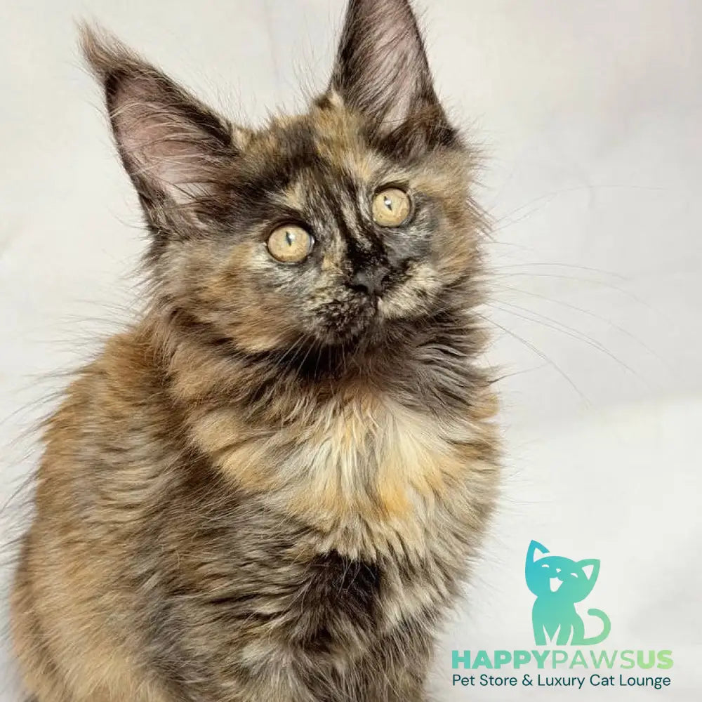 Lionella Maine Coon female black tortie - live animals