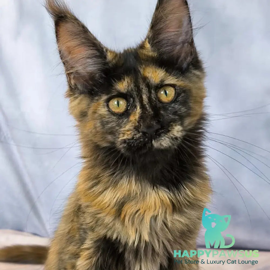 Lionella Maine Coon female black tortie - live animals