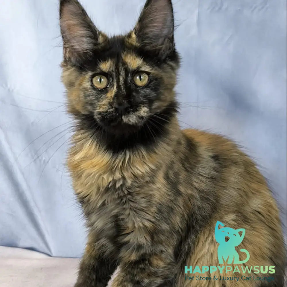Lionella Maine Coon female black tortie - live animals