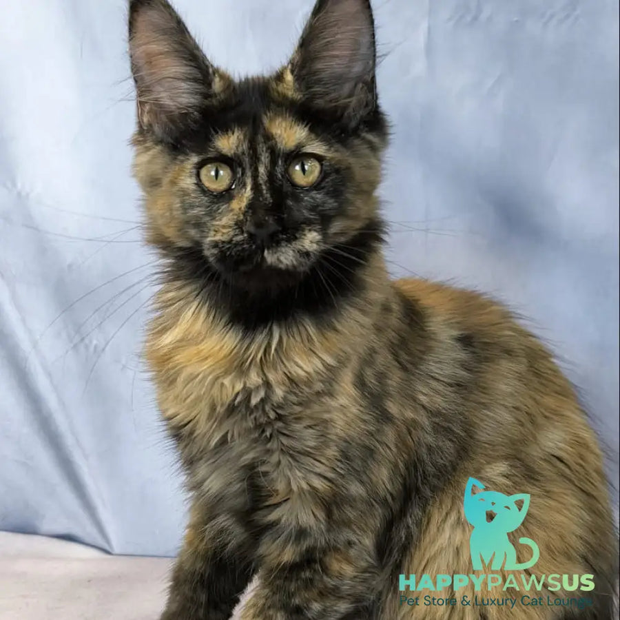 Lionella Maine Coon female black tortie - live animals