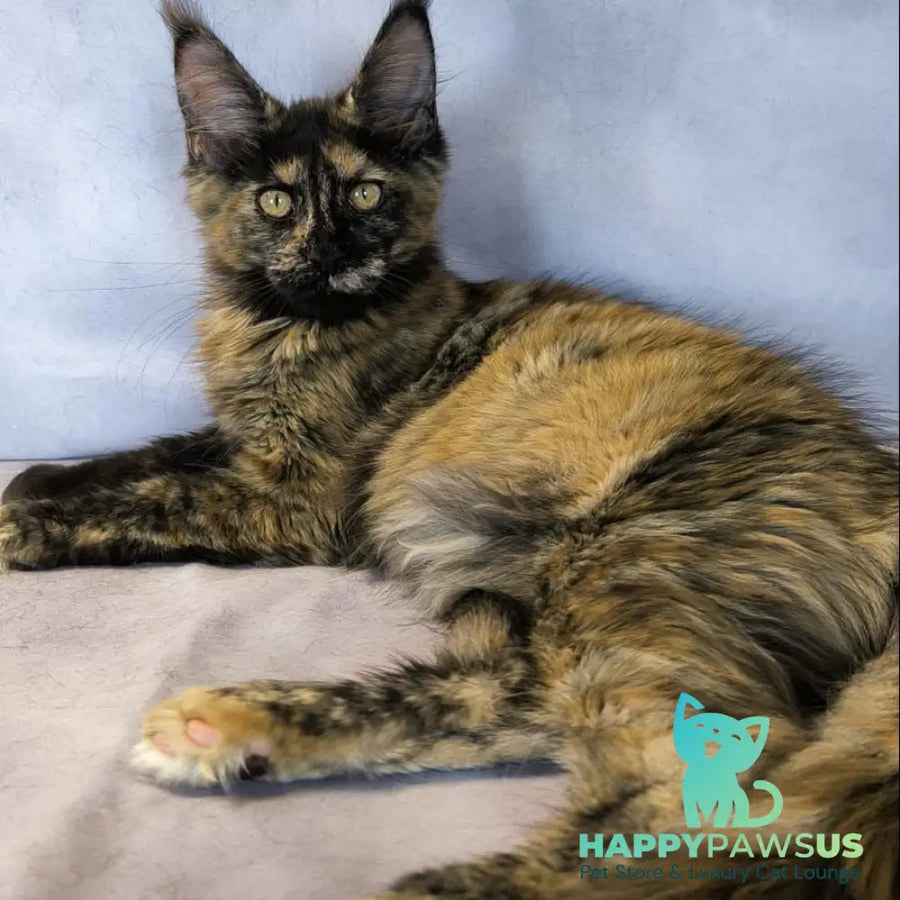 Lionella Maine Coon female black tortie - live animals