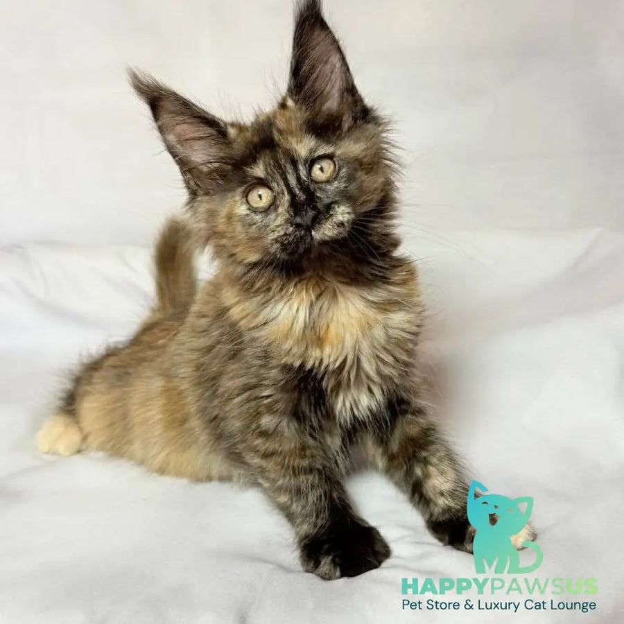 Lionella Maine Coon female black tortie - live animals