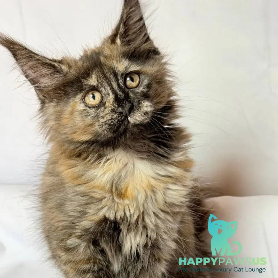 Lionella Maine Coon female black tortie - live animals