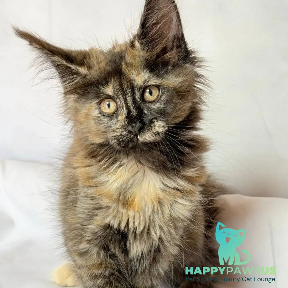 Lionella Maine Coon female black tortie - live animals