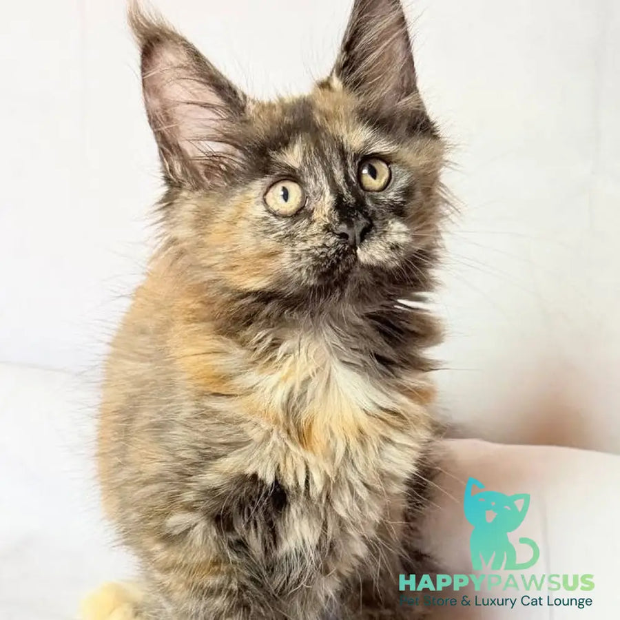 Lionella Maine Coon female black tortie - live animals