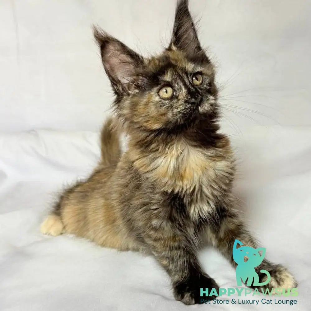 Lionella Maine Coon female black tortie - live animals