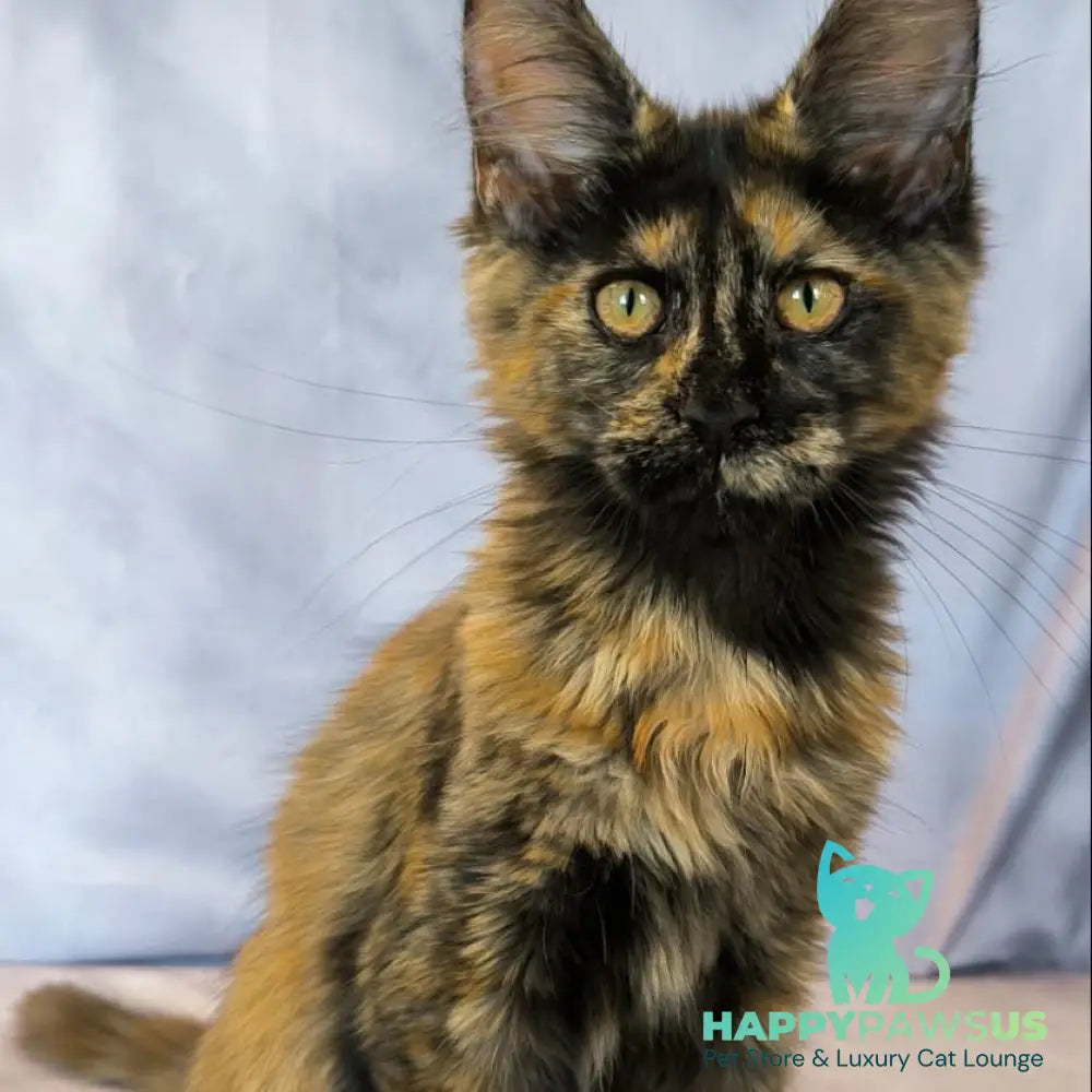 Lionella Maine Coon female black tortie - live animals