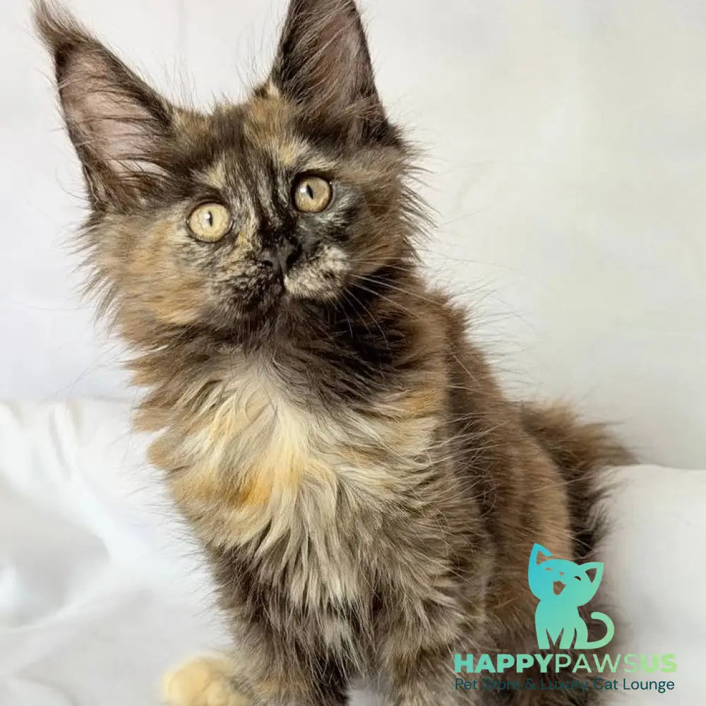 Lionella Maine Coon female black tortie - live animals