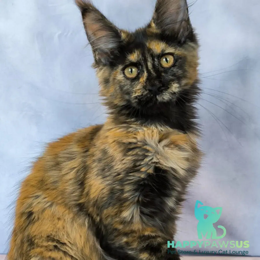 Lionella Maine Coon female black tortie - live animals
