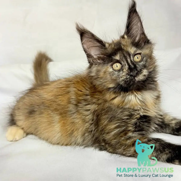Lionella Maine Coon female black tortie - live animals