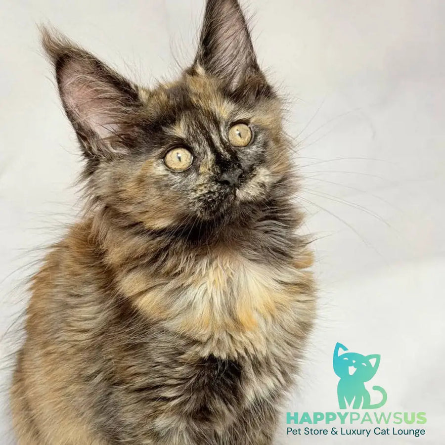 Lionella Maine Coon female black tortie - live animals