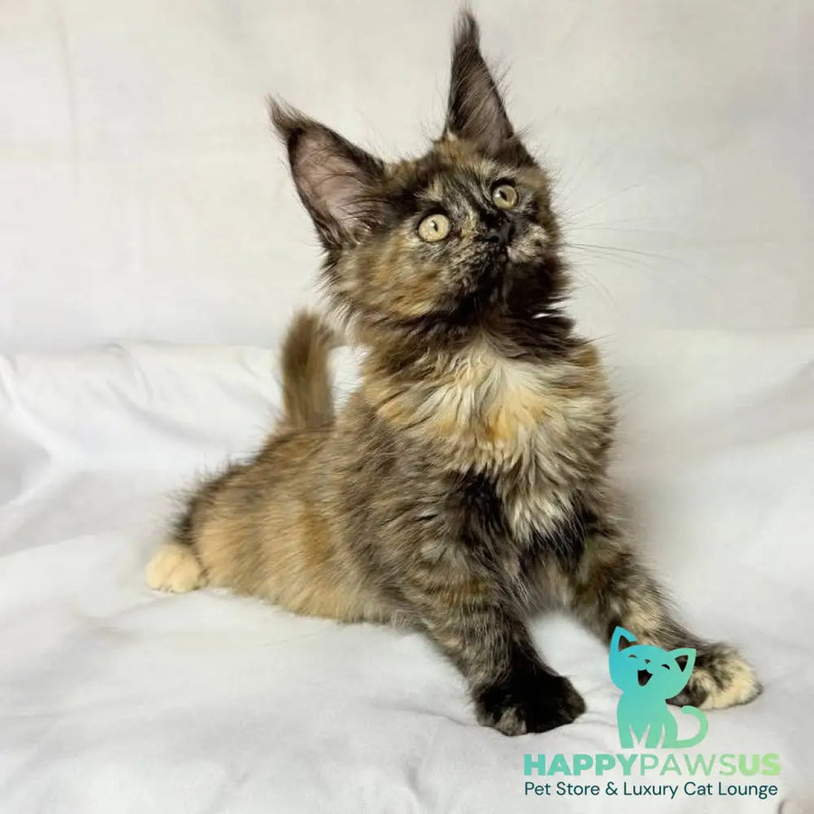 Lionella Maine Coon female black tortie - live animals