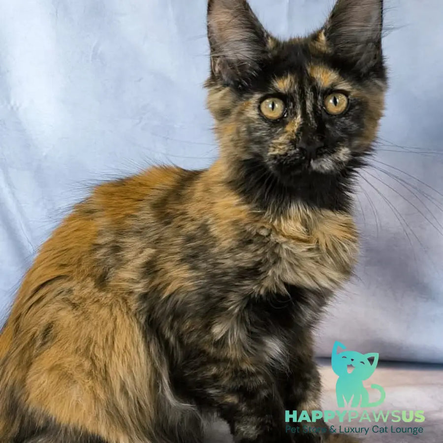 Lionella Maine Coon female black tortie - live animals
