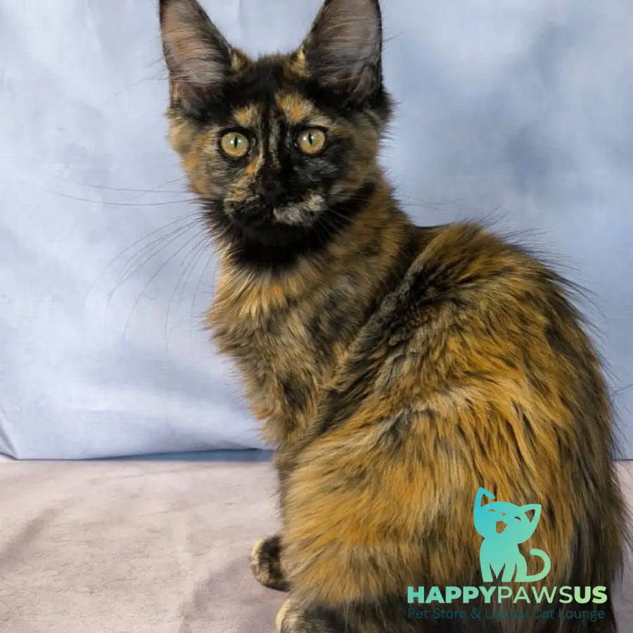 Lionella Maine Coon female black tortie - live animals
